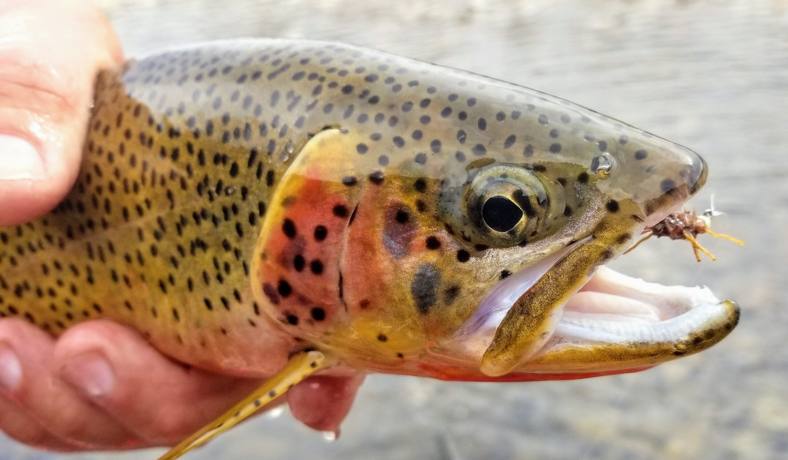 My Favorite Dry Fly for Mountain Brook Trout - Orvis News
