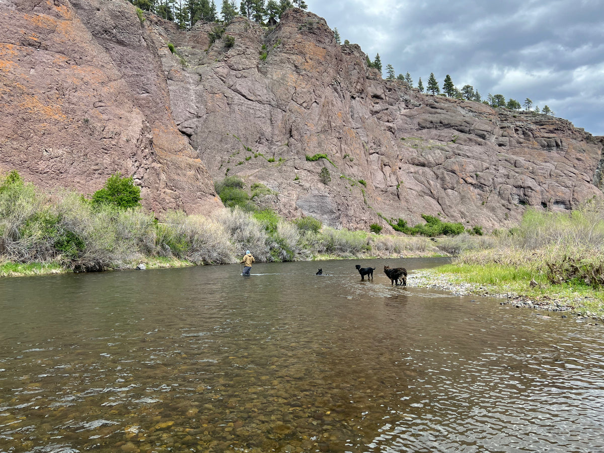 Angler wading the Missouri River beneath a red rock canyon wall with dogs in the shallows