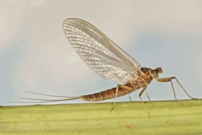 Mahogany Mayfly