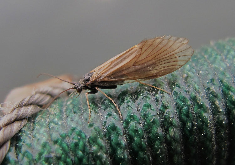 Mother's Day Caddis