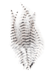MFC Barred Saddle Hackle