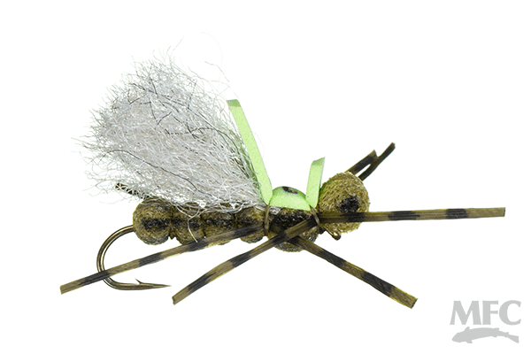 Pavlovich's Sweet Dream - Olive