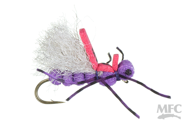 Pavlovich's Sweet Dream - Purple