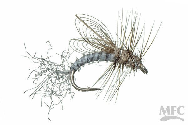 CDC Winged Emerger