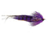 Rio's Hopedale Crab- Purple/Gold