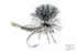 Trina's Carnage Drake-Grey Drake