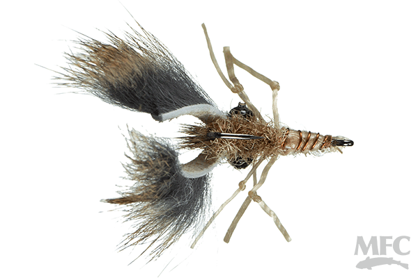 MFC Saputo's Craw-Momma- Tan