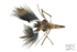 MFC Saputo's Craw-Momma- Tan