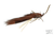 MFC Jig Zirdle Bug- Brown over Brown/Black