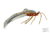 MFC Jig Zirdle Bug- Natural Over Rust/Biege