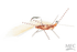 Jig Squirdle Bug- Tan over Tan/Brown-SALE