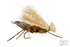 Cat Vomit- Salmonfly