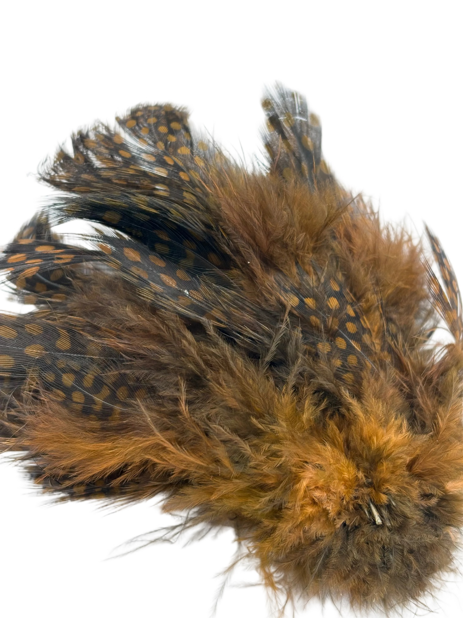 Nature's Spirit Fish Hunter Large Dot Guinea