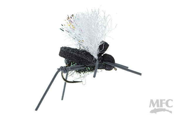 AJ's Beetle- George (Black Peacock)