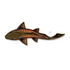 Casey Underwood Swimming Cutthroat Decal