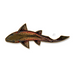 Casey Underwood Swimming Cutthroat Decal