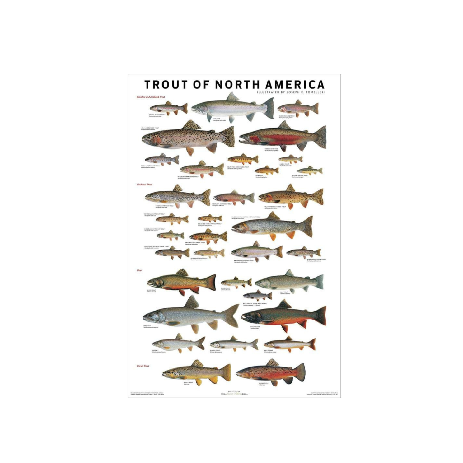 Trout of North America Poster