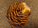 Nature's Spirit Golden Pheasant Tippet Section