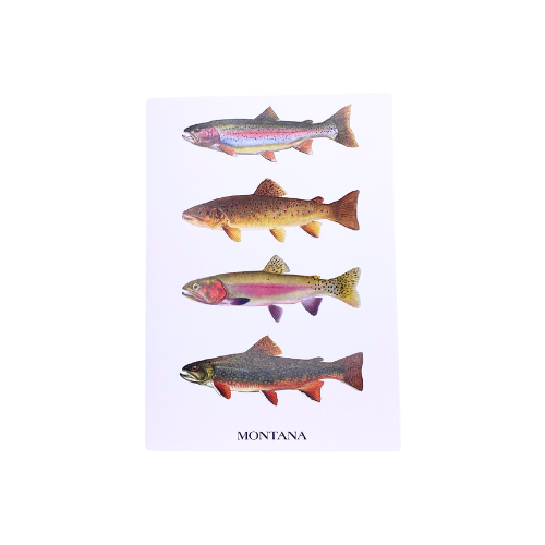 Lilybart Montana Trout Grand Slam Card