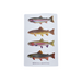 Lilybart Missoula MT Grand Slam Trout Post Card