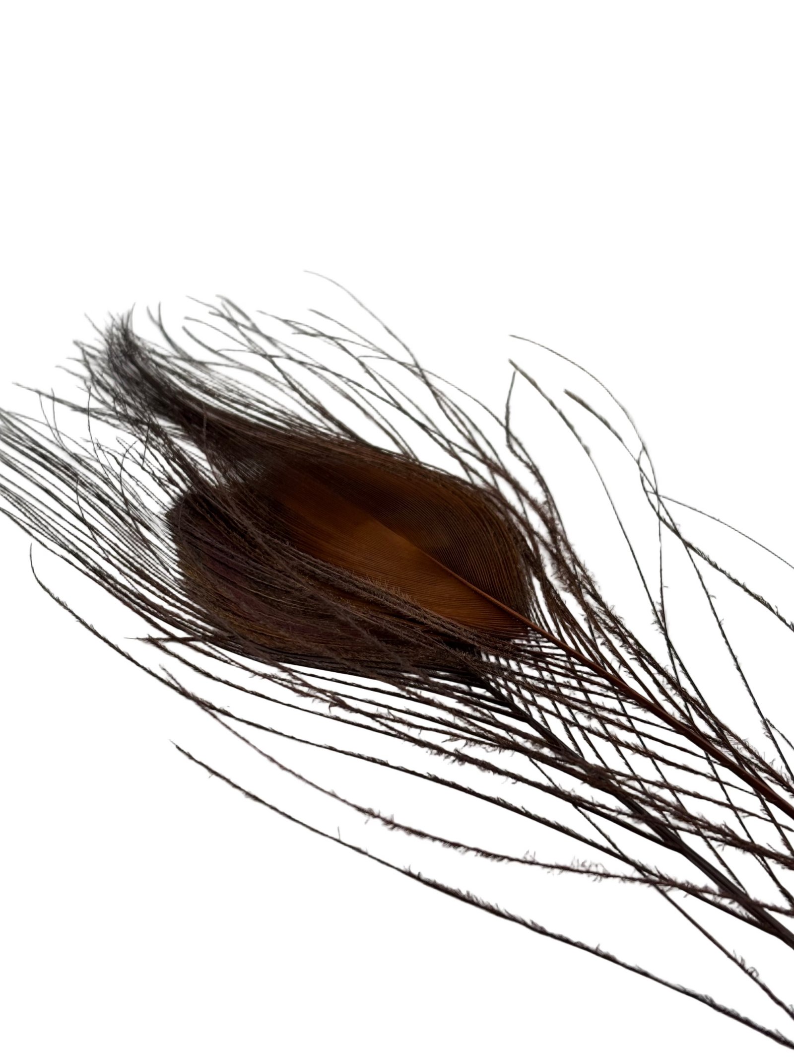 Nature's Spirit Peacock Eye Sticks