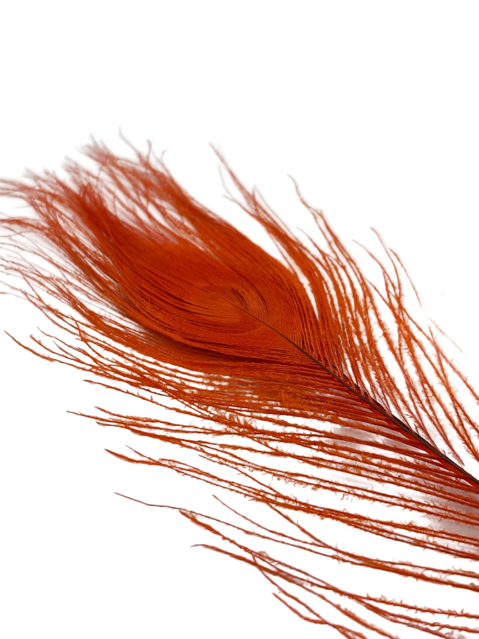 Nature's Spirit Peacock Eye Sticks