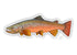 Casey Underwood Autumn Brown Trout Decal