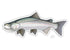 Casey Underwood Coho Salmon Decal
