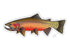 Casey Underwood Westslope Cutthroat Decal