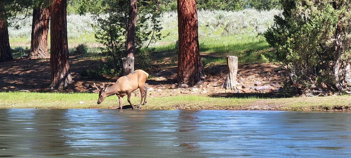 Guided Fly Fishing & Accommodation Packages