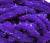 Hareline UV Galaxy Mop Chenille