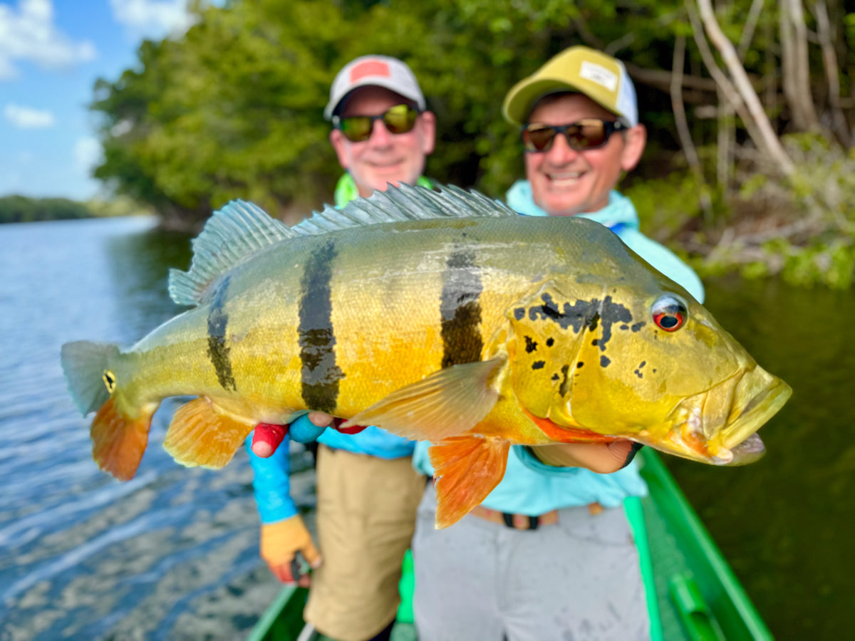 Brazil Peacock Bass at Agua Boa Amazon Lodge