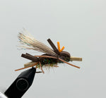 Amy's Ant- SALE (1/2 DZ)