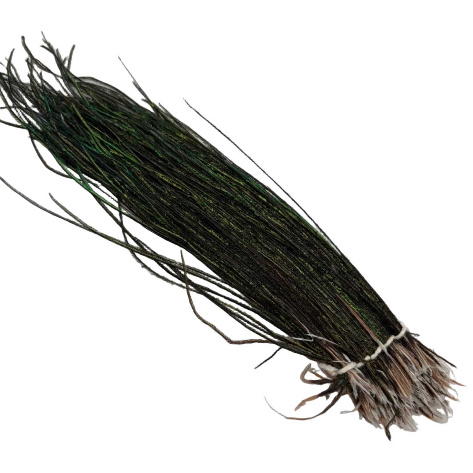 Strung Peacock Herl