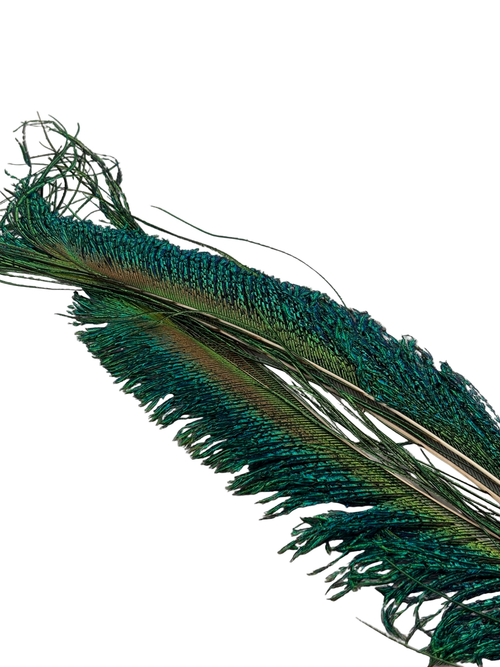 Nature's Spirit Peacock Swords