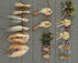 Permit Fly Assortment