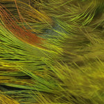 Wapsi Ringneck Rump Hackle