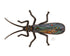 Casey Underwood Salmonfly - Scape Decal