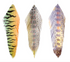 MFC Galloups Fish Feathers