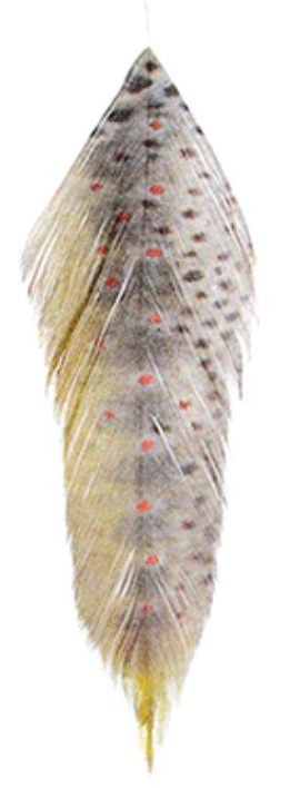 MFC Galloups Fish Feathers