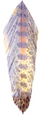 MFC Galloups Fish Feathers