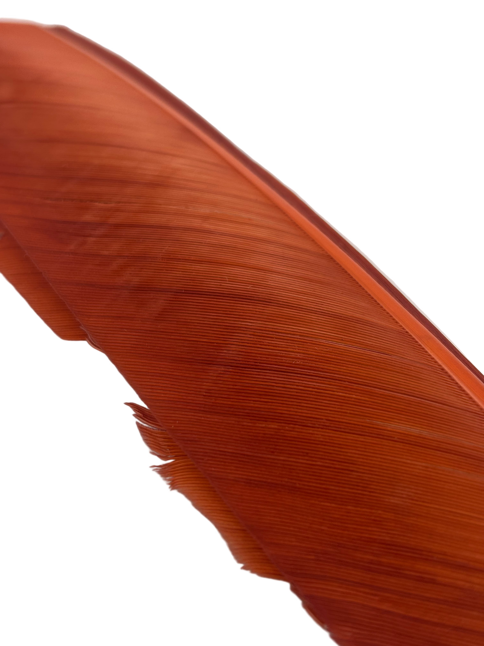Nature's Spirit Turkey Biot Quill Pieces