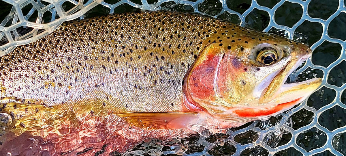 Walk & Wade Fly Fishing Trips
