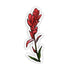 Indian Paintbrush Wildflower Vinyl Sticker