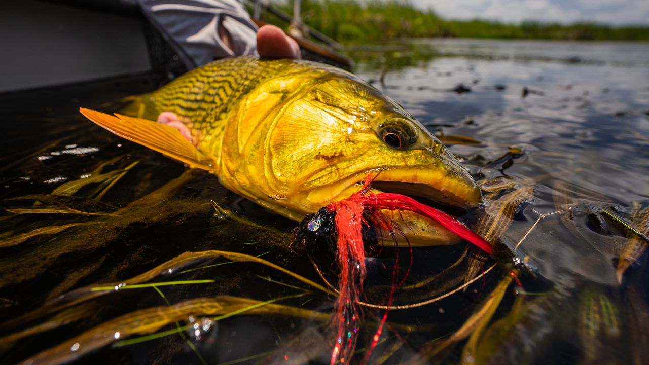 Golden Dorado Fly Assortment