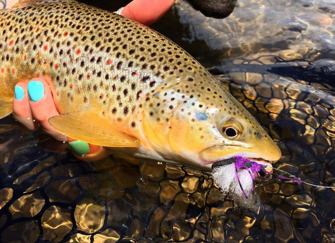 Single-Day Fly Fishing Float Trips