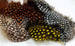 Nature's Spirit Fish Hunter Large Dot Guinea