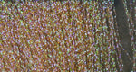 Hareline Midge Flash