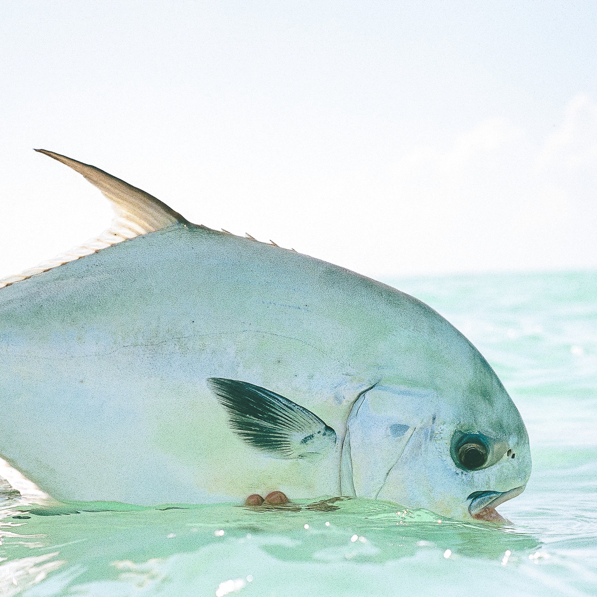Permit Fly Assortment