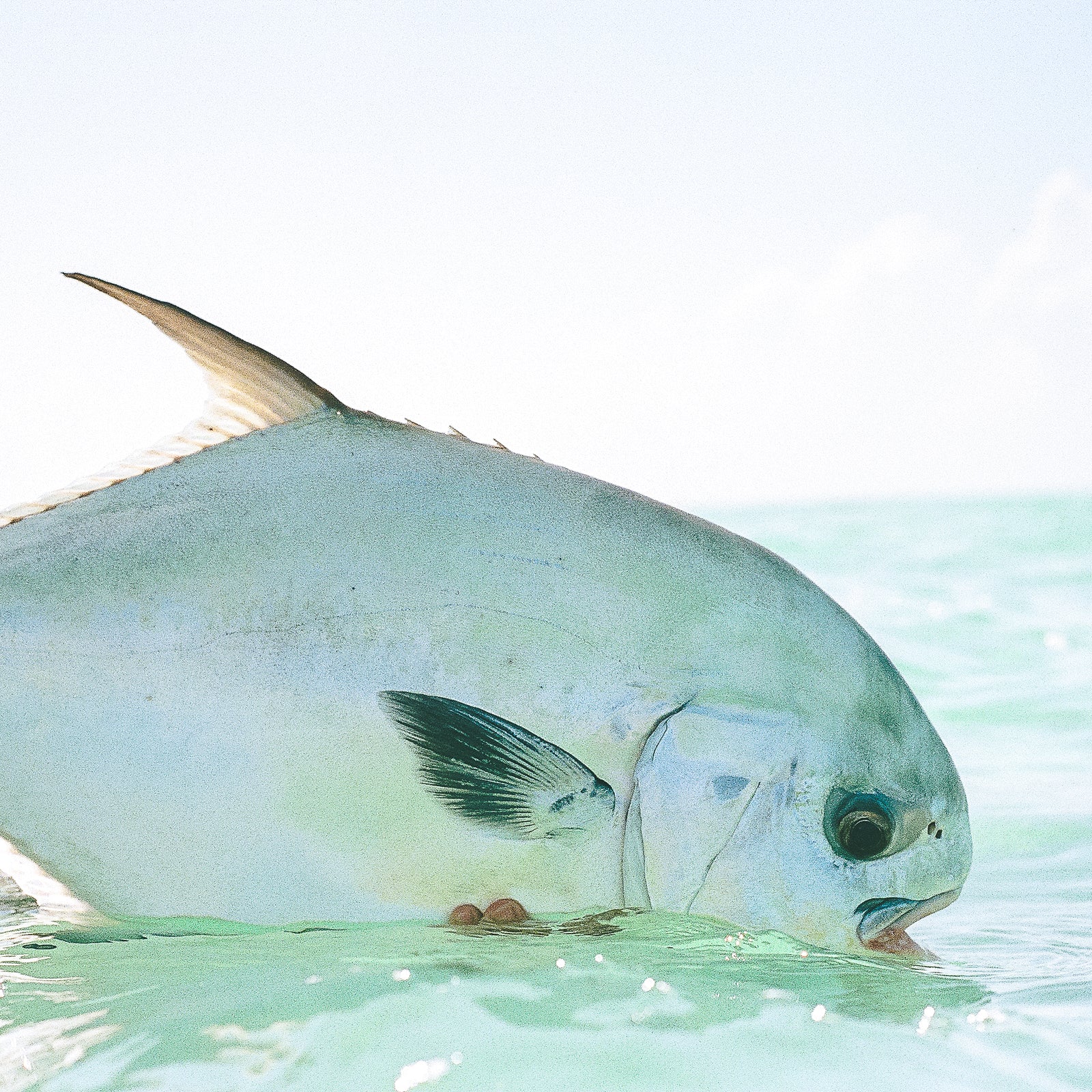 Permit Fly Assortment